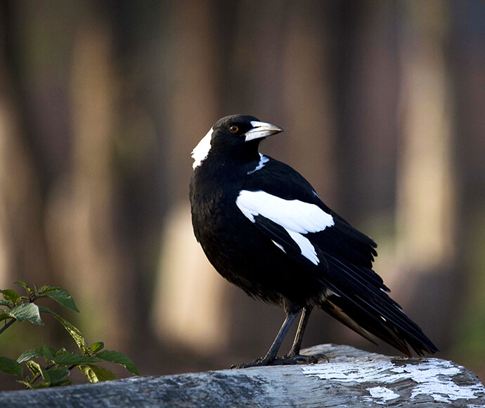 An Australian magpie (Gymnorhina tibicen) perched on a tree branch