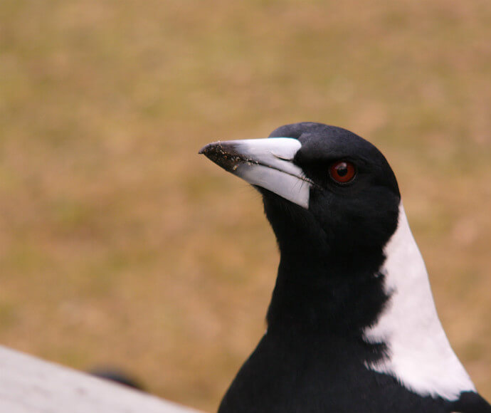 Australian magpie (Gymnorhina tibicen)