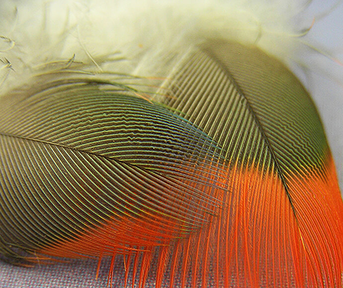 Bird feathers moire textures