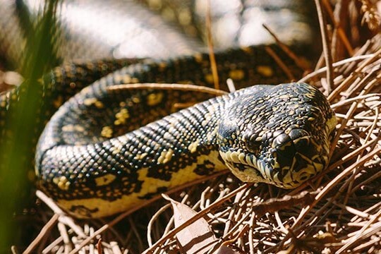 Diamond python (Morelia spilota spilota)