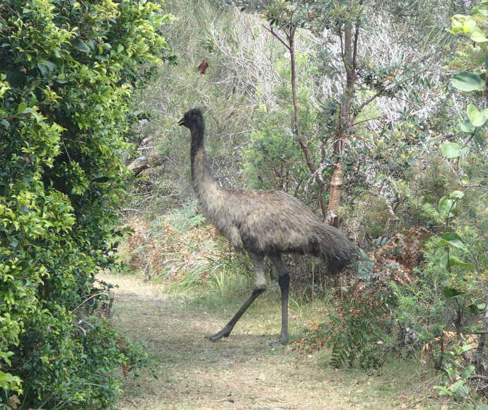 Emu (Dromaius novaehollandiae), Yuraygir Coastal Walk, Yuraygir National Park