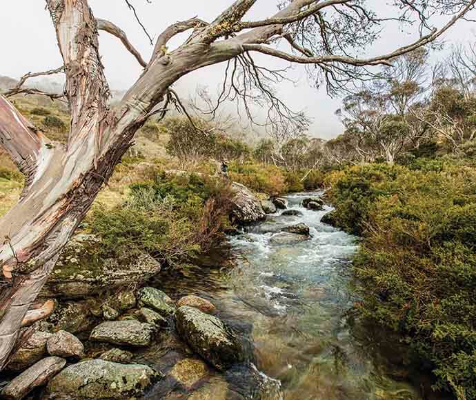 A snow gum (Eucalyptus pauciflora) stretches across the Thredbo River along Dead Horse Gap Track in Kosciuszko National Park