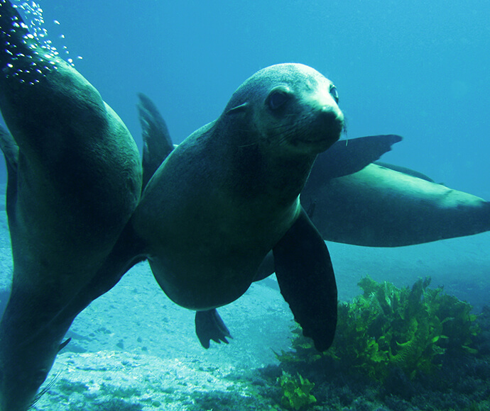 Australian Fur Seal (Arctocephalus pusillus) on the NSW south coast