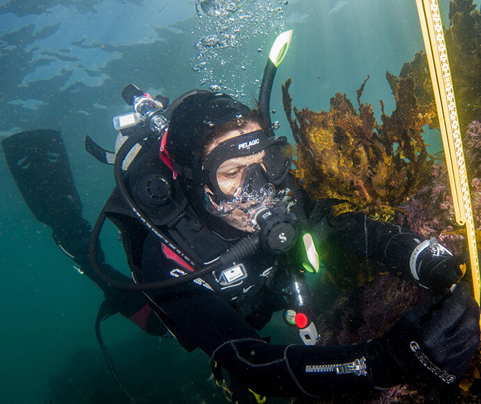 A SIMS scientist measuring Crayweed off Bondi Beach