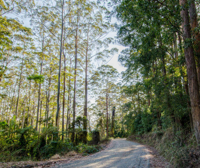 Hastings Forest Way, Willi Willi National Park