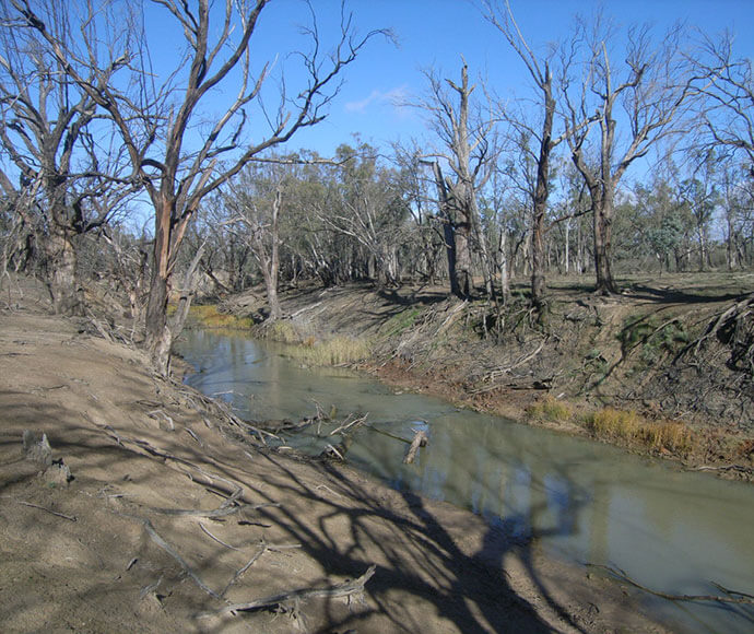 A serene river with clear water flowing through a dry woodland area. Leafless trees with intricate branches stand on both banks, casting shadows on the ground. The sky is clear and blue, suggesting a calm, sunny day.