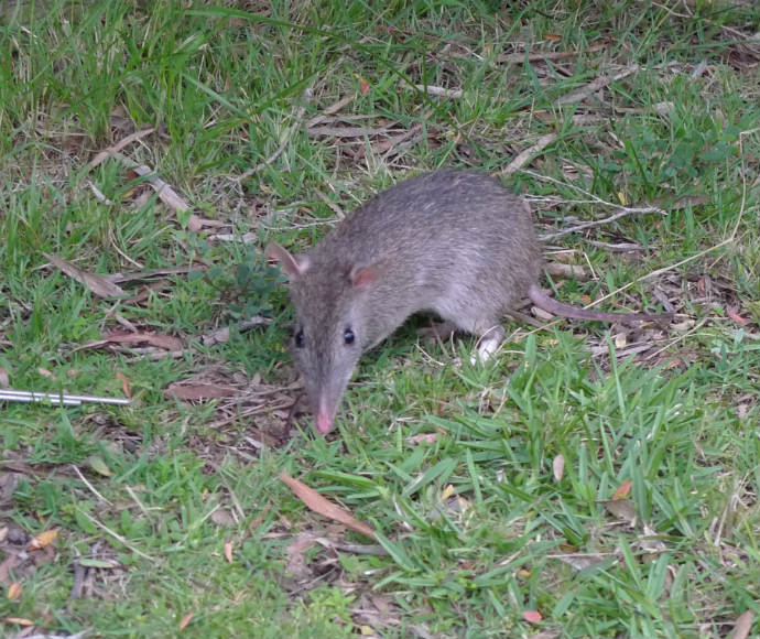 A long-nosed bandicoot on a patch of grass.