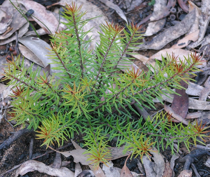 A small green shrub with needle-like leaves