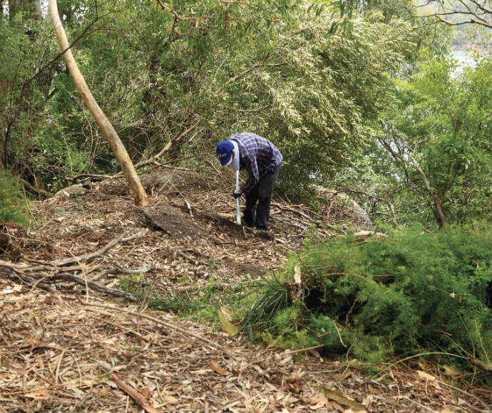 A person removing asparagus fern (Asparagus aethiopicus)