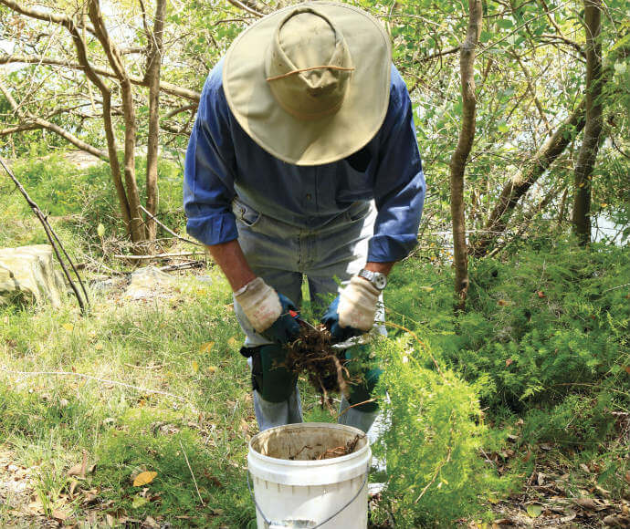 A person removing asparagus fern (Asparagus aethiopicus)