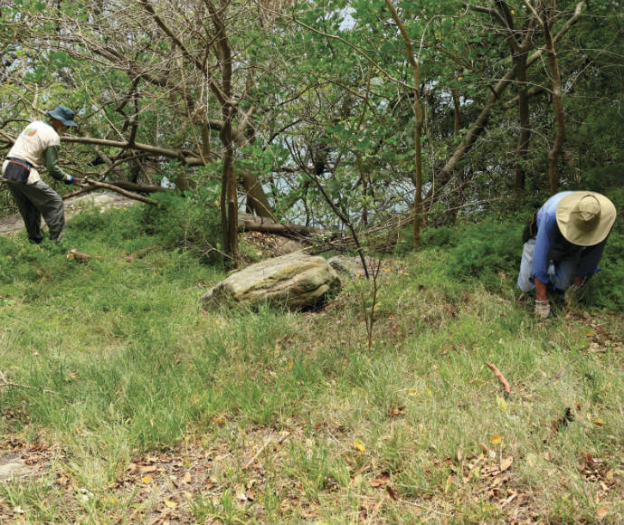 Two people removing asparagus fern (Asparagus aethiopicus)