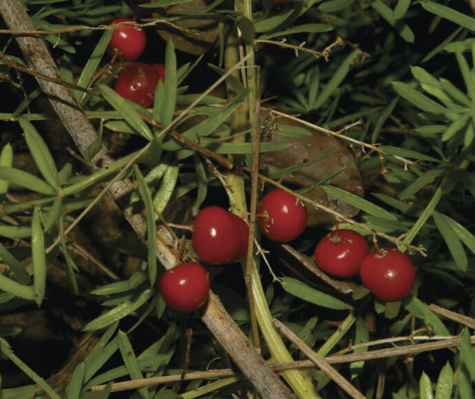 Mature fruit on an asparagus fern (Asparagus aethiopicus)