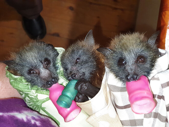 Three rescued young flying-foxes feeding