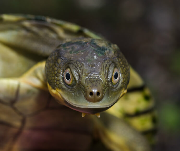 A Bellinger River snapping turtle (Myuchelys georgesi)