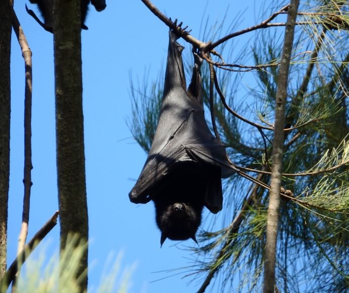 A black Flying-fox (Pteropus alecto) roosting in a tree