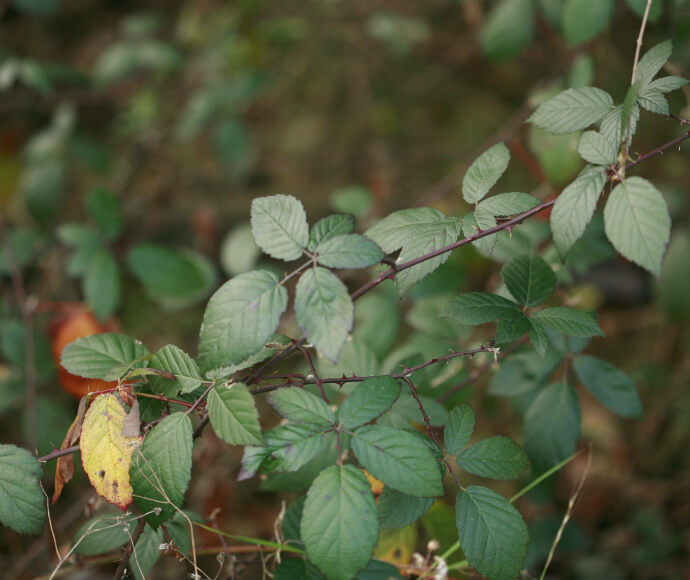 Close-up of a blackberry bush with detailed green leaves and sharp thorns on stems, no berries visible