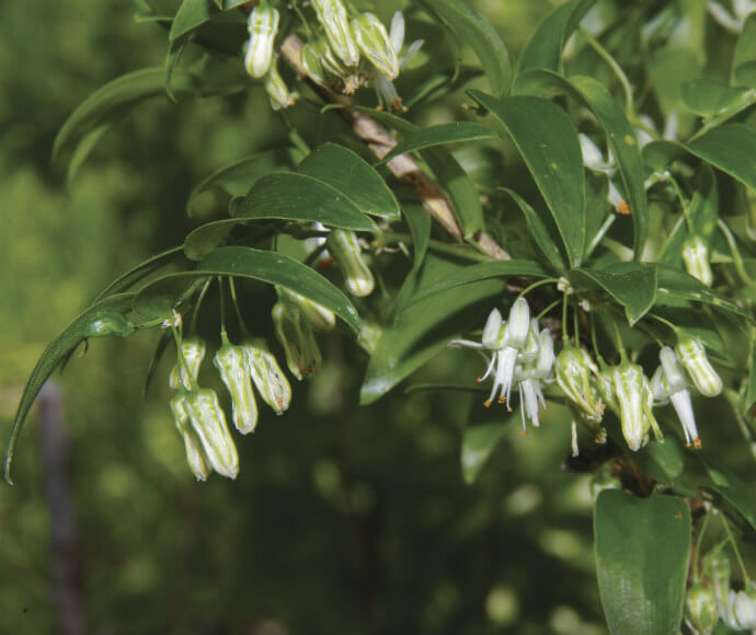 White flowers on a bridal creeper (Asparagus asparagoides)