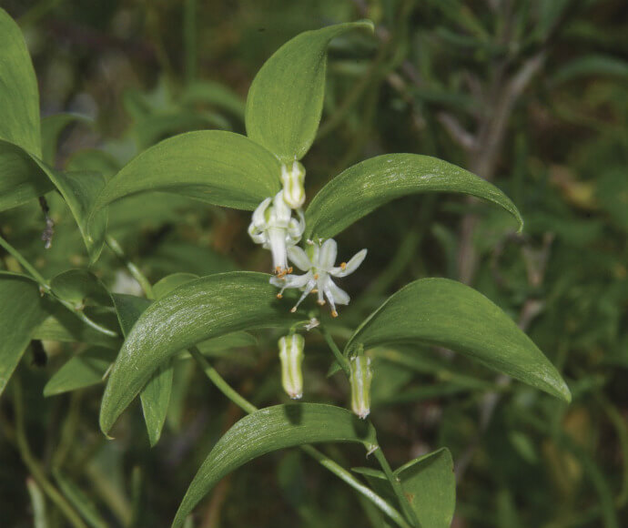 White flowers on a bridal creeper (Asparagus asparagoides)