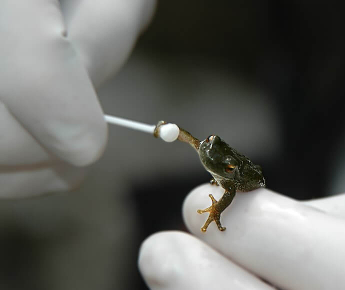 A scientist uses a cotton swab to test a spotted tree frog (Litoria spenceri) for a chytrid infection