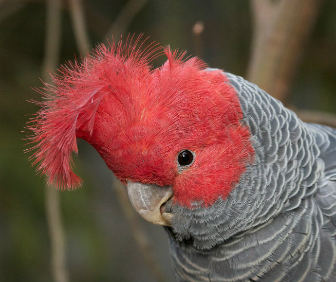 Close-up of a Gang-gang cockatoo with a striking red head and crest, contrasting with its soft grey body feathers, perched in a natural environment.