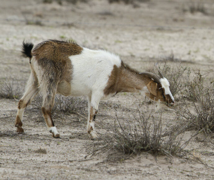 A feral goat with white and brown fur grazing on sparse vegetation in a sandy area, illustrating the impact of non-native species on habitat degradation