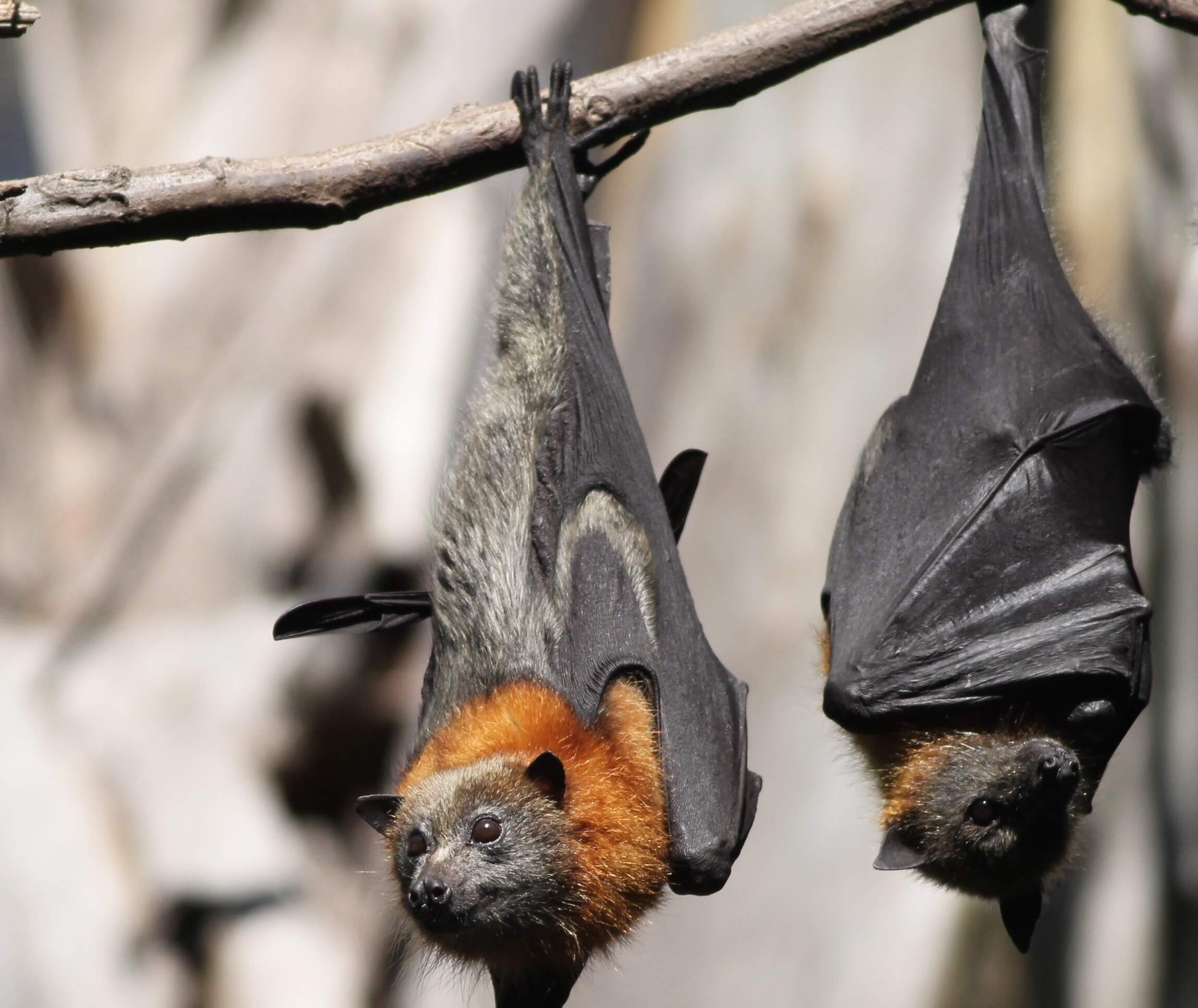 Grey-headed flying-foxes (Pteropus poliocephalus) roosting in a tree