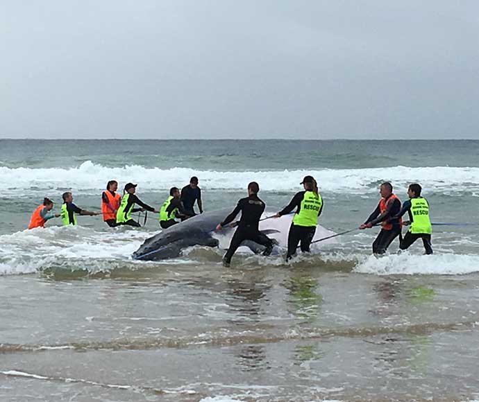 Humpback whale (Megaptera novaeangliae) beached, with rescuers, at Sawtell 9 June 2017