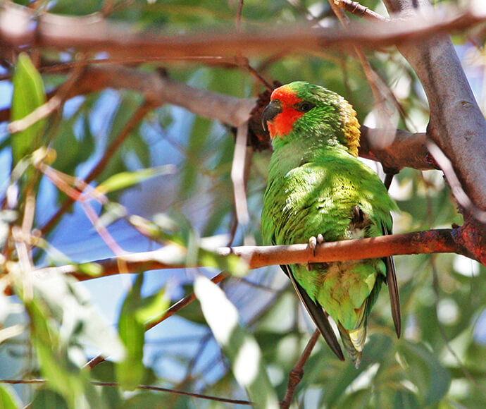 A little lorikeet is perched high on a leafy tree