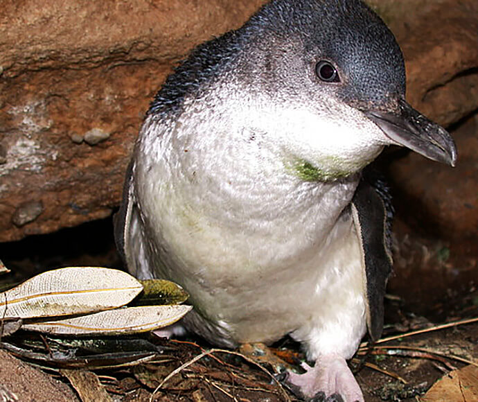 Little penguin (Eudyptula Minor) female at nest