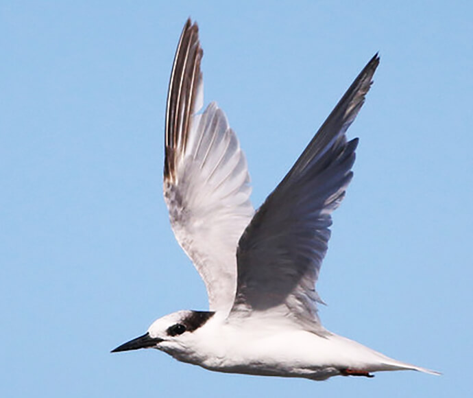 Little tern flying in the sky with its wings outstretched