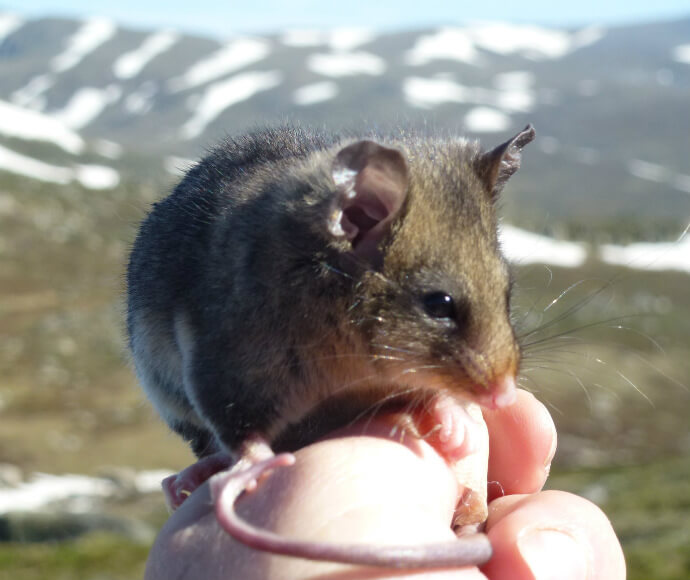 Mountain pygmy-possum (Burramys parvus) during a survey of threatened species in Kosciuszko National Park