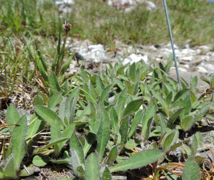 Patch of small green plants with hairy leaves.