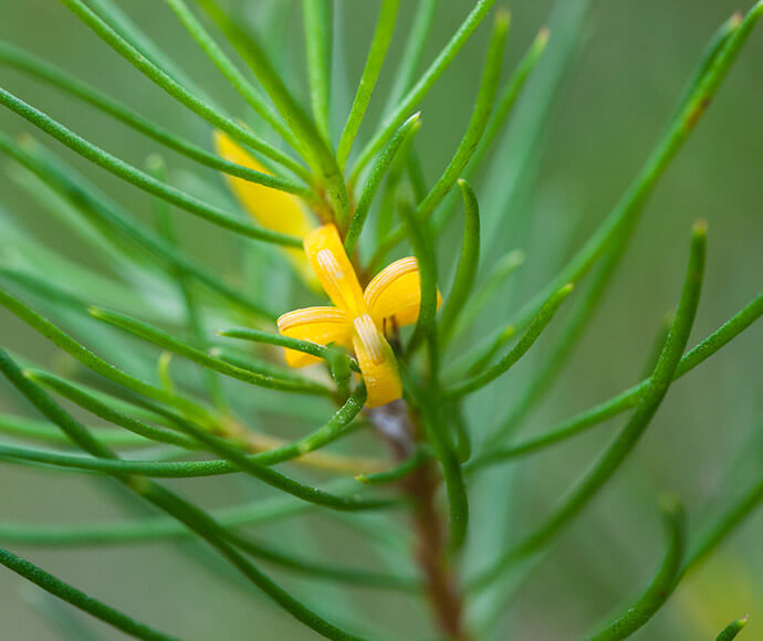 North Rothbury persoonia (Persoonia pauciflora) is a critically endangered species