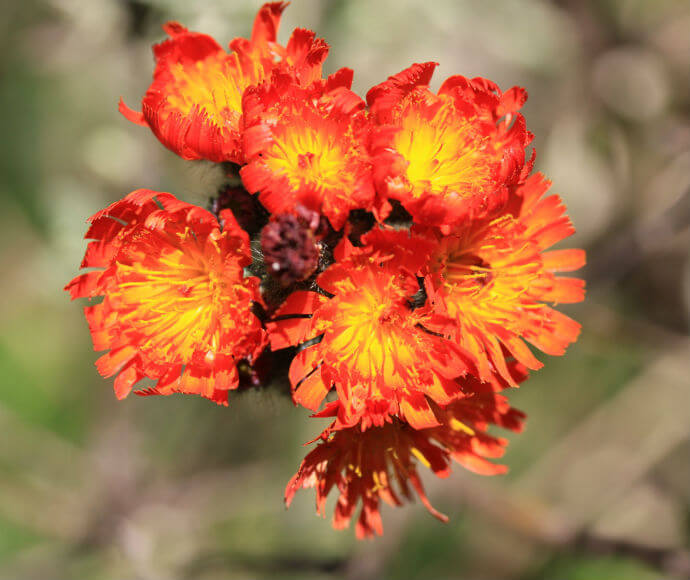 Close up of a bunch of bright orange flowers from the orange hawkweed.