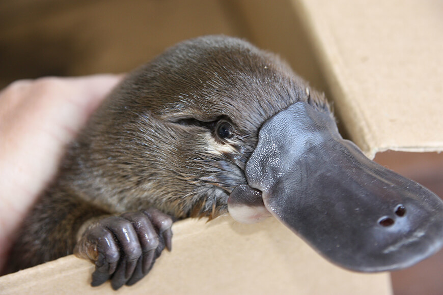 A juvenile platypus (Ornithorhynchus anatinus) discovered in Dubbo