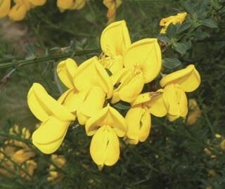 Close-up image of a Scotch broom. Also known as broom, broomtops, common broom, English broom, European broom, Irish broom, Scotchbroom, Scottish broom, Spanish broom 