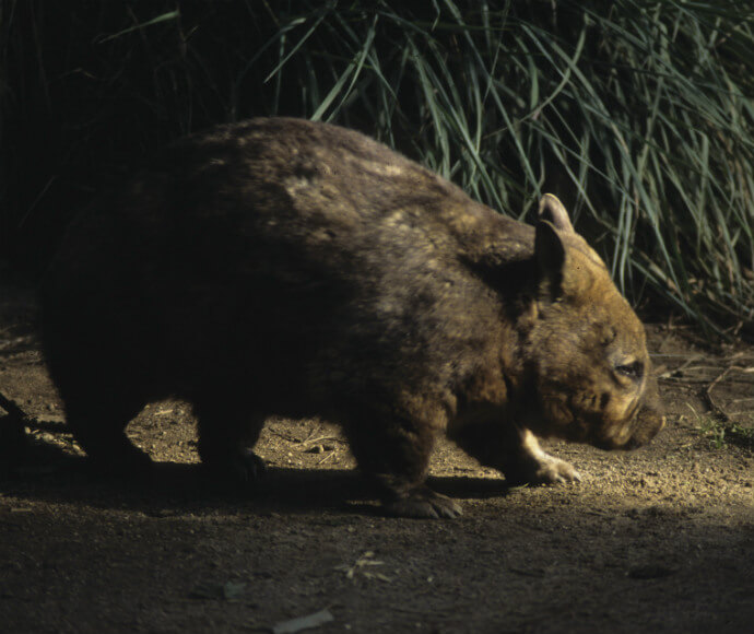 A southern hairy-nosed wombat (Lasiorhinus latifrons)