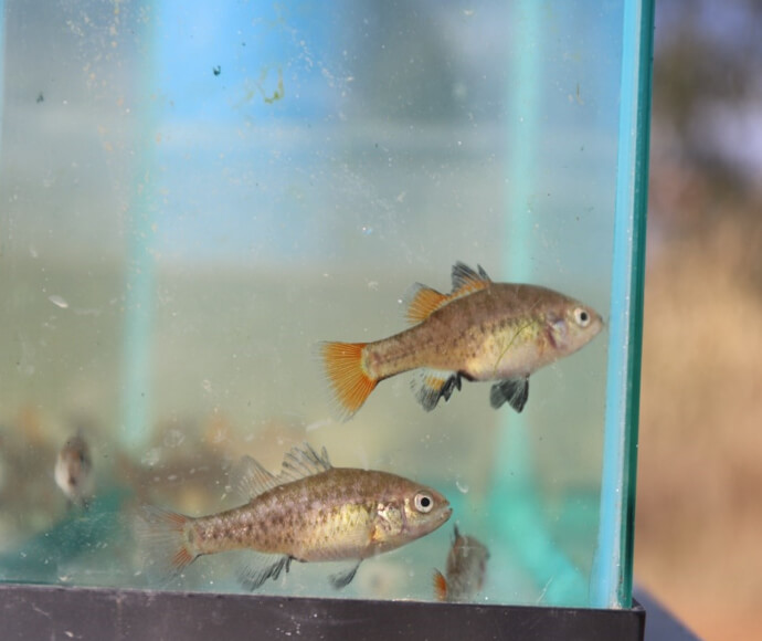 2 juvenile southern pygmy perch in the corner of a small fish tank.