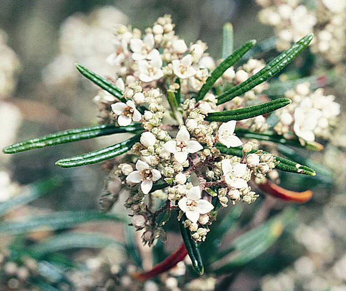 Close up of Warty zieria (Zieria tuberculata) shrub with warty, hairy branches and leaves and large groups of creamy-white, four-petalled flowers