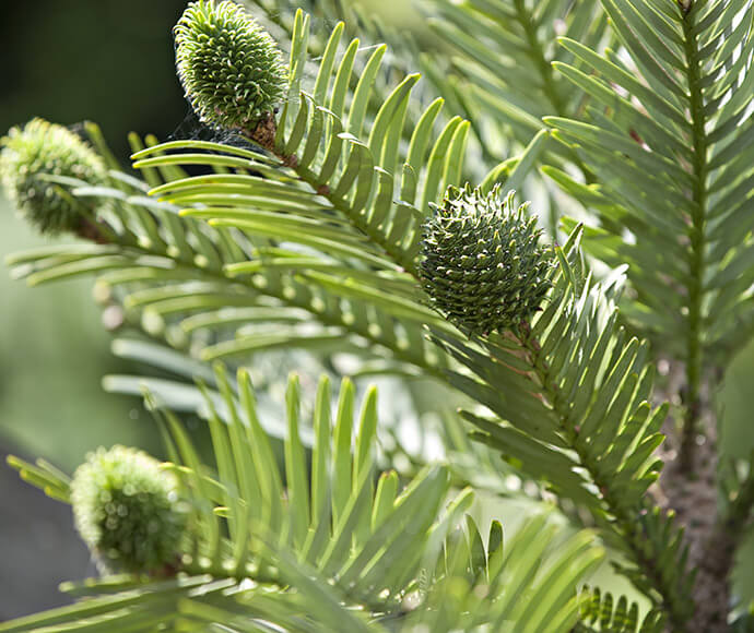 Female cone of Wollemi pine (Wollemia nobilis), one of Australia's iconic threatened species