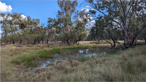 Green and brown semipermanent wetland vegetation surrounds the water filled Boomi River anabranch lagoon. Trees grow at various points around the inundated area. 