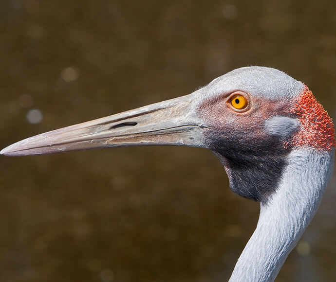 Brolga (Grus rubicunda) head and neck detail