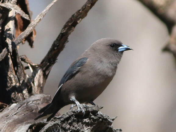 Dusky woodswallow (Artamus cyanopterus cyanopterus) sitting on tree