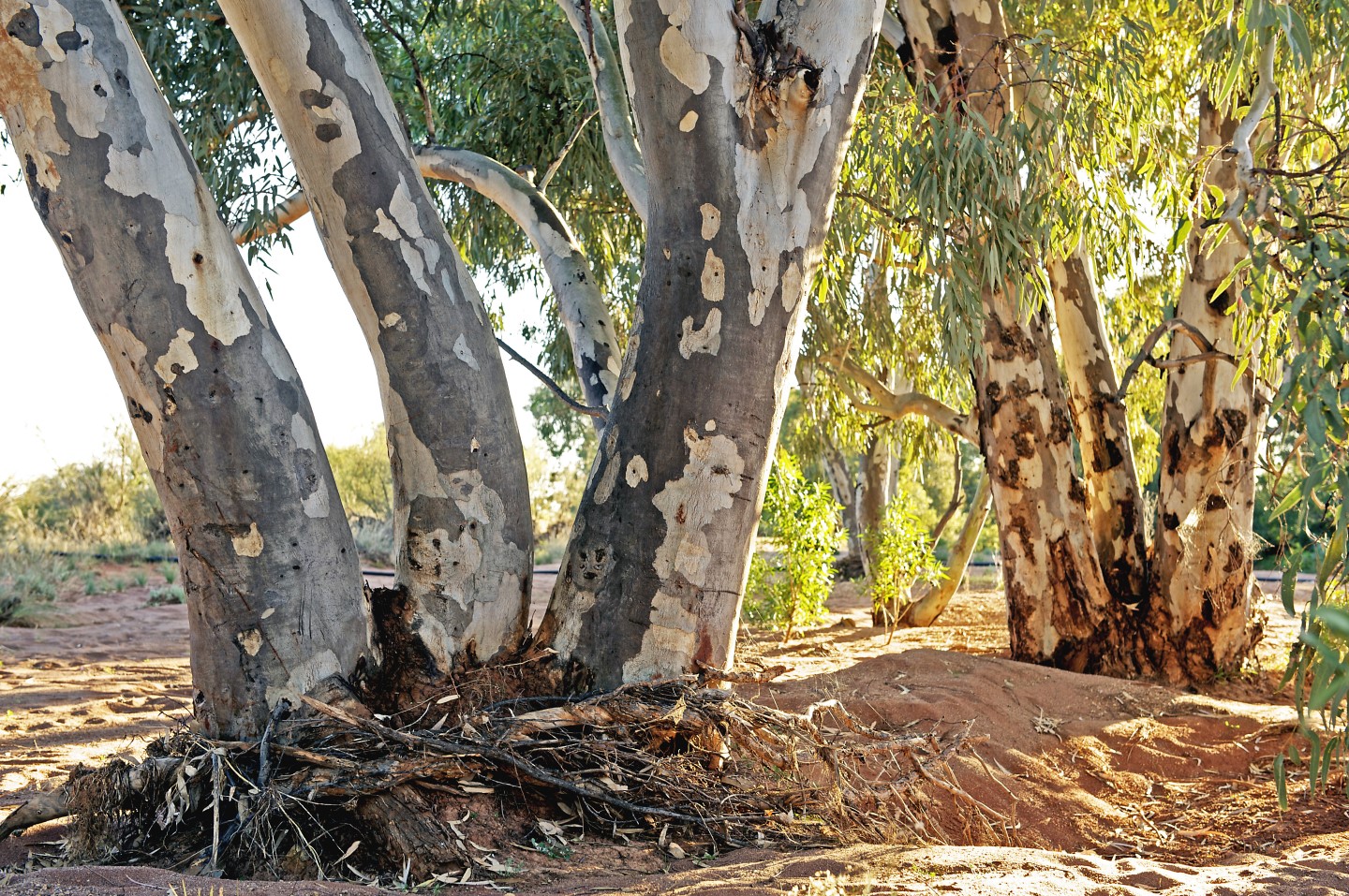 River red gums (Eucalyptus camaldulensis)