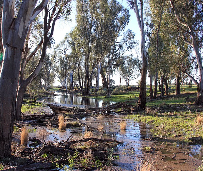 Gwynnes Creek with tall trees on both sides 