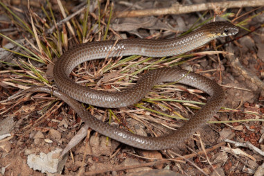 A legless lizard with smooth brown scaly skin and subtle stripes along its length curved in an 'S' shape on grass and stones 