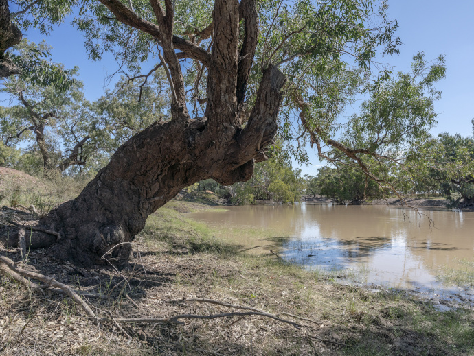 A tree leaning over a river bank