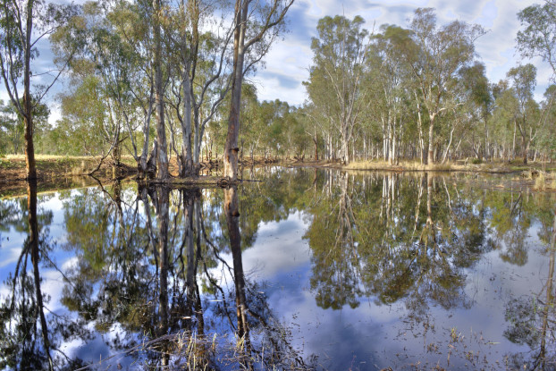 The clear smooth-as-glass surface of an expanse of water in the Werai Forest reflecting trees that surround the water and blue sky with white clouds