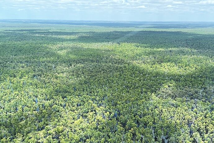 Aerial view of a dense forest with a variety of green hues, showcasing the vastness and diversity of tree canopies under a partly cloudy sky.