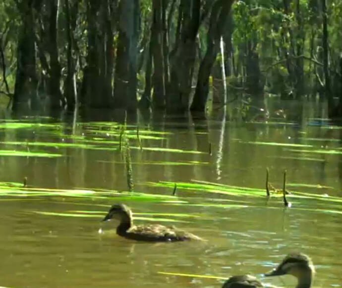 Two ducks swimming in the flood water at Caldwell's Waterhole in 2016